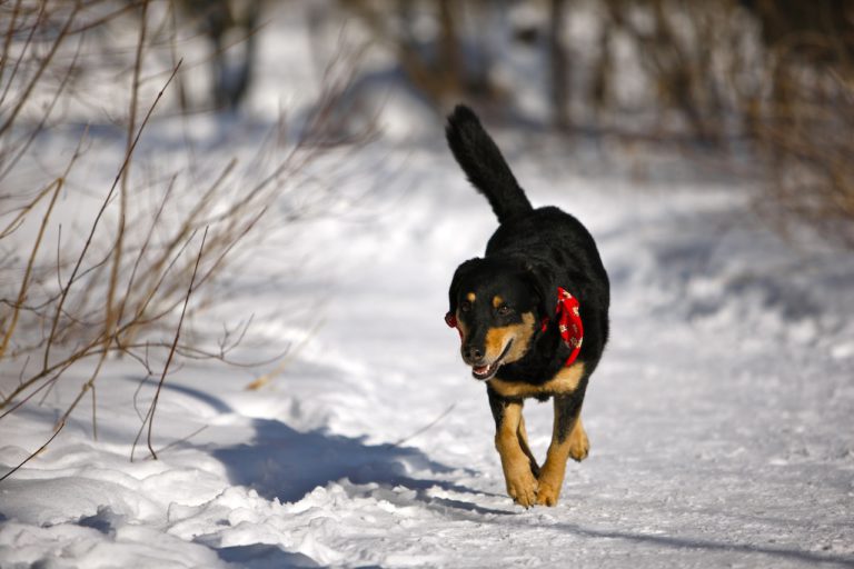 Braucht mein Hund einen Mantel? Dorfgeflüster